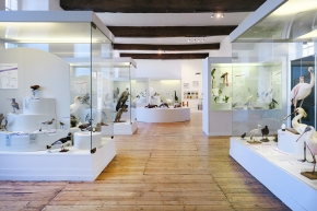 museum de histoire naturelle troyes 8-2025 2752